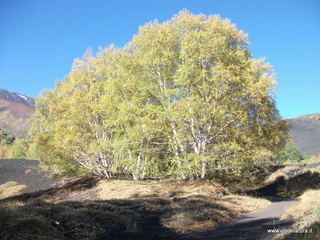 Monti_Sartorius - 01-11-2012 09-47-26.JPG